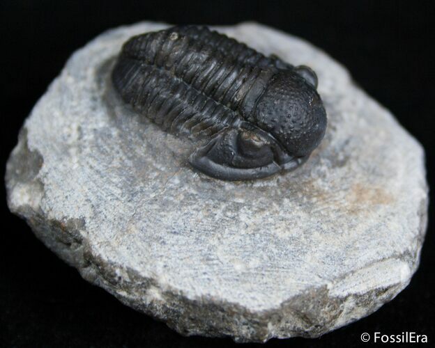D Gerastos Trilobite Nice Dark Shell #2412